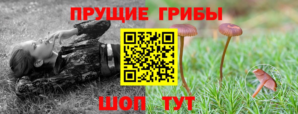 где можно купить наркотик  Псилоцибиновые грибы мицелий  Михайловка  Вход с VPN  Галлюциногенные грибы мицелий 